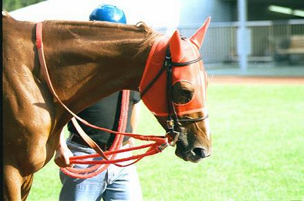 �p�h�b�N �G�C�V���T���T��