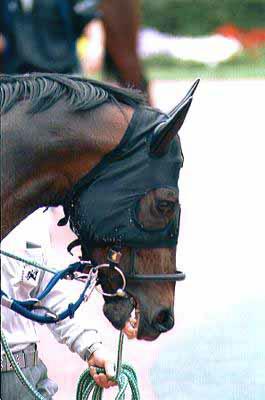 �p�h�b�N �X�K�m�I�[�W