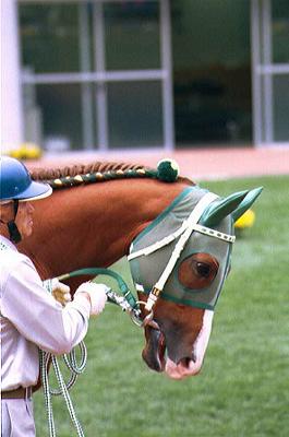 �p�h�b�N �T�C�����X�X�Y�J