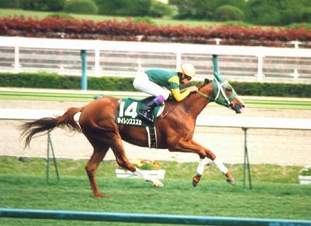 �Ƒ�  �T�C�����X�X�Y�J