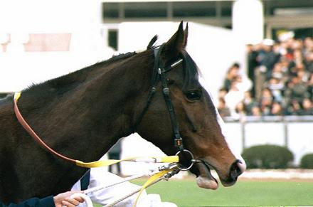 �p�h�b�N �t�����[�p�[�N