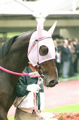 �p�h�b�N  �e�C�G�����K�g��