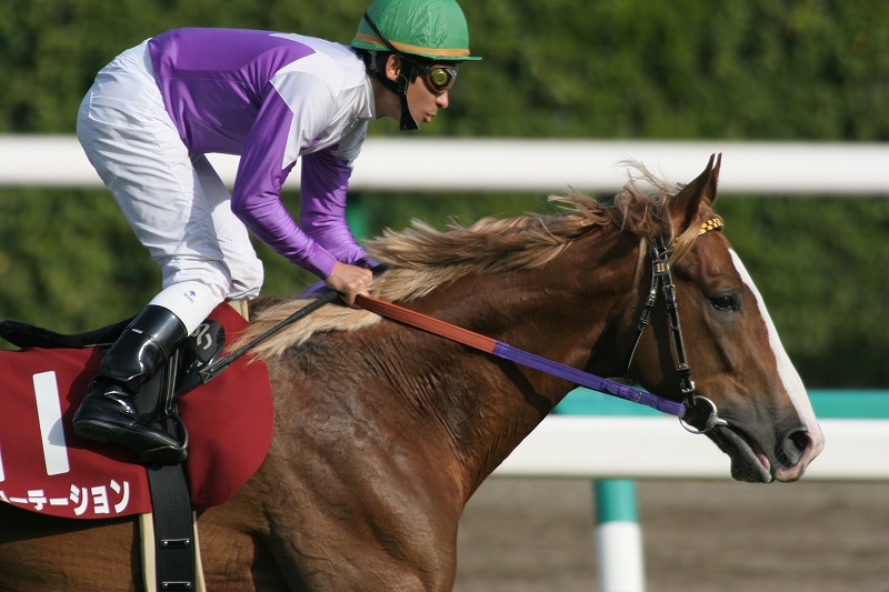 �X�v�����O�r�@�{������