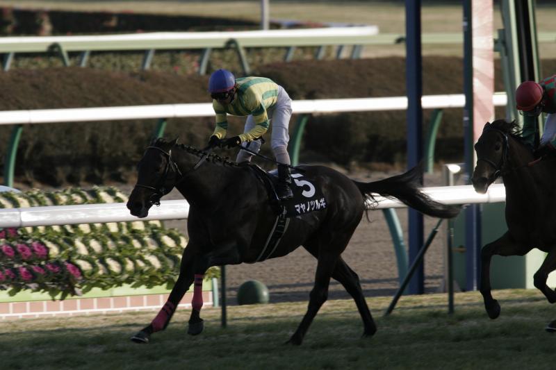 �j���[�C���[�r �}���m�c���M