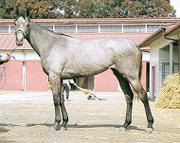 ����Ӗq��ɂ�