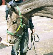 ����Ӗq��ɂ�