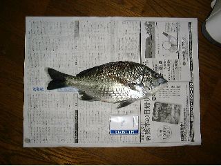 {̒މ (15kb)