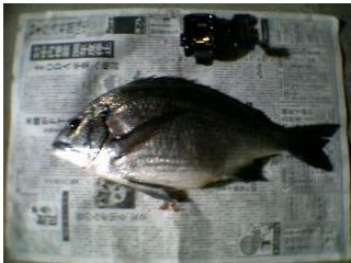 {̒މ (15kb)