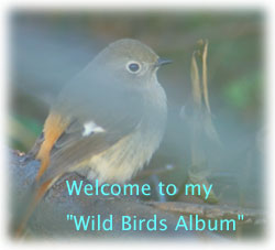 Welcome to my Wild Birds Album