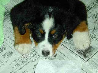 �V�g�̃|�[�Y